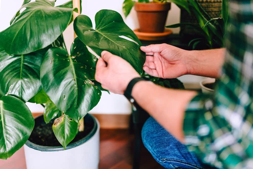Main examinant les feuilles trouées d'un Monstera deliciosa pour illustrer les gestes liés à l'entretien du pothos et des plantes tropicales