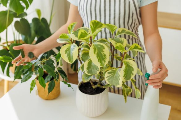 Personne vaporisant de l'eau sur une Peperomia panachée, un soin similaire à l'entretien du pothos en intérieur