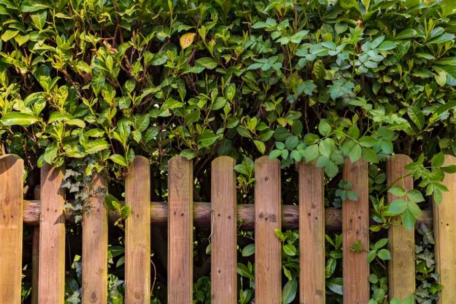 Une clôture en bois classique est surmontée d'une haie brise-vue persistante aux feuilles vertes denses.